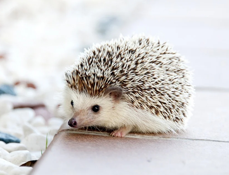 人类的伴侣动物