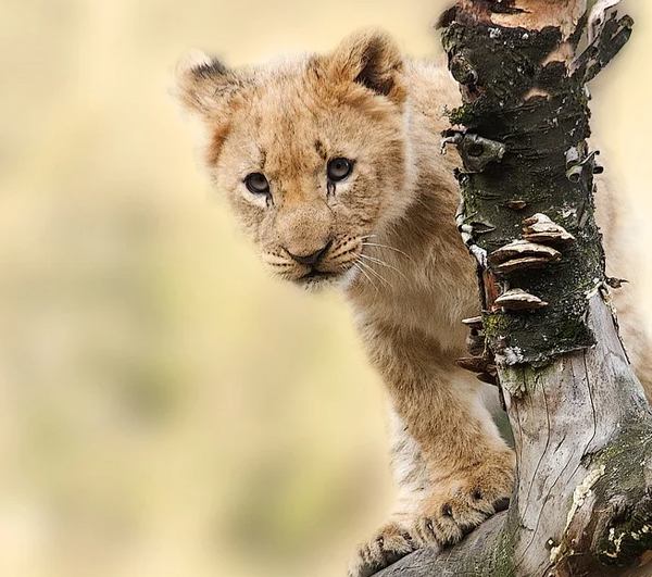 怎么拍摄才能更自然