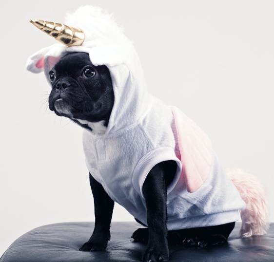 宠物服饰