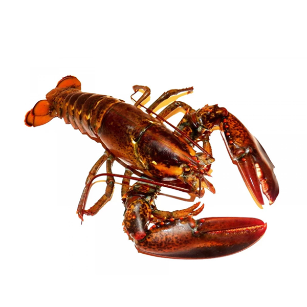 波士顿龙虾