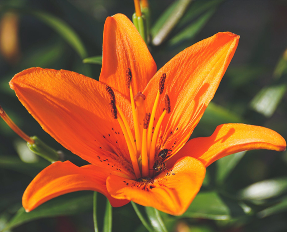 迎福纳祥(蝴蝶兰)